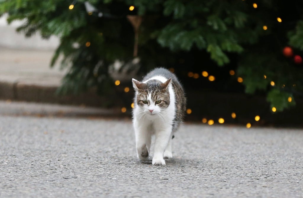 Eine Katze.