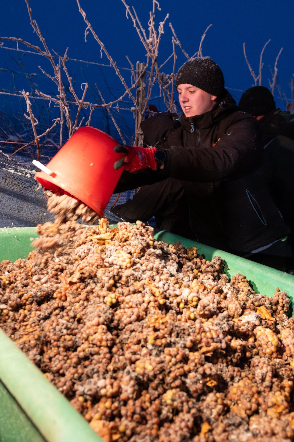 Bei frostigen zweistelligen Minustemperaturen liest Manuel Siemon von Winzervereinigung Freyburg in Müncheroda gefrorene Trauben. Die Lese beginnt bereits in der Dunkelheit. Vier Reihen Riesling-Trauben wurden an diesem Morgen geerntet. Die natürlich gefrorenen Trauben werden noch am frühen Wintermorgen gekeltert. Foto: Christian Modla/dpa-Zentralbild/dpa