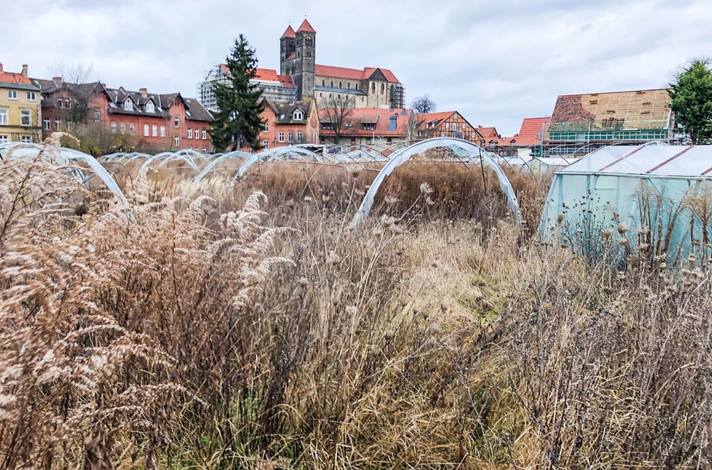 Blick auf die Fläche am Abteigarten, die die Stadt nun beräumen lassen will.