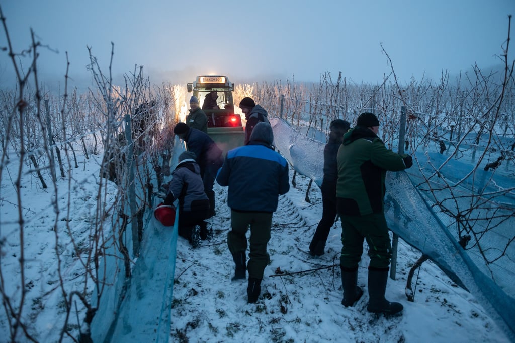 Bei frostigen zweistelligen Minustemperaturen lesen Mitarbeiter der Winzervereinigung Freyburg in Müncheroda gefrorene Trauben. Die Lese beginnt bereits in der Dunkelheit. Vier Reihen Riesling-Trauben wurden an diesem Morgen geerntet. Die natürlich gefrorenen Trauben werden noch am frühen Wintermorgen gekeltert. Foto: Christian Modla/dpa-Zentralbild/dpa