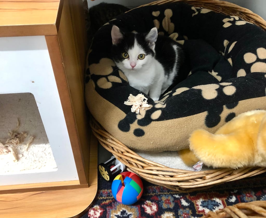 70 Katzen, davon allein gut 50 Kitten, die in den letzten Wochen als teils kranke Babykatzen draußen aufgesammelt wurden, hoffen im Zeitzer Tierheim auf ein bleibendes Zuhause.