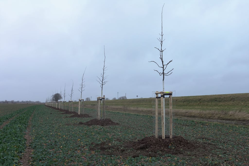 In langer Reihe sind im Umflutkanal bei Magdeburg neue Bäume gepflanzt worden.
