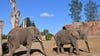 &nbsp;Elefanten im Zoo Magdeburg. Hier die Elefantenbullen Kando (l.) und  Moyo 8r.)&nbsp; im Außengehege