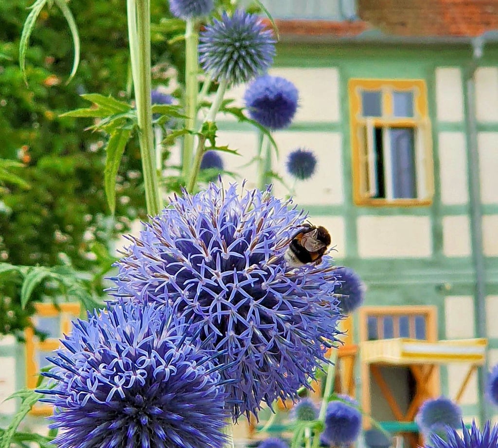 Der italienische Renaissance-Garten an der Domkurie D8 in Havelberg ist eine Idylle nicht nur für Menschen. Im Sommer locken die Blauen Diesteln zum Beispiel Hummeln an.