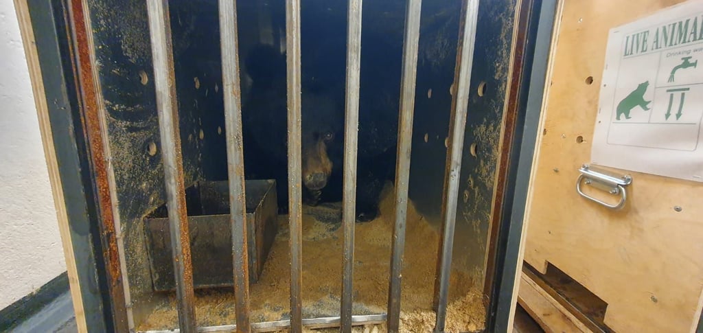 Neue Bewohner des Dessauer Tierparks: Die Ussurischen Kragenbären sind in Frankfurt eingetroffen.