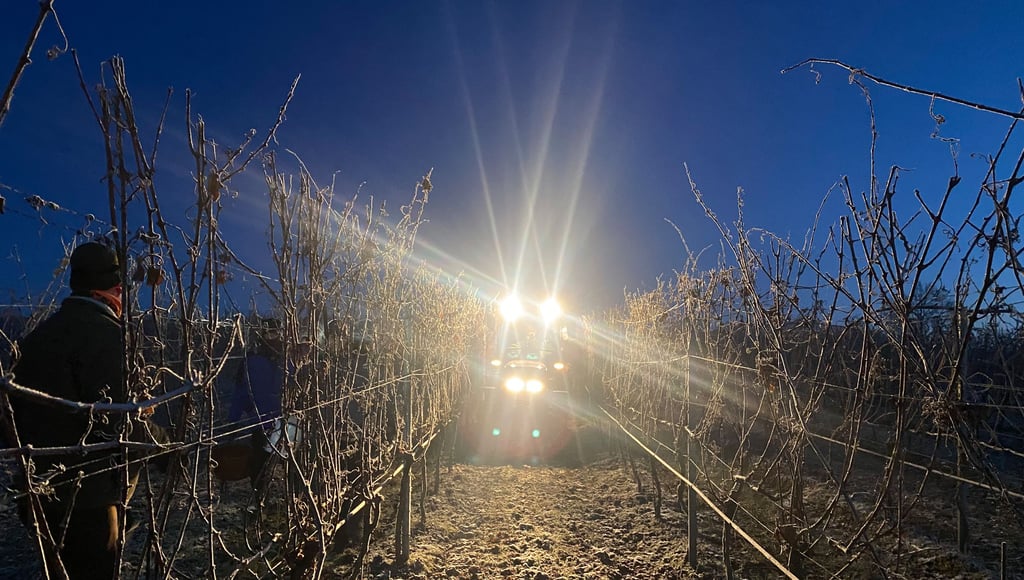 Die Lese der gefrorenen und somit für den Eiswein dieses Jahrgangs gedachten Beeren begann am Jessener Rieslingweg in aller Frühe noch in der Dunkelheit.