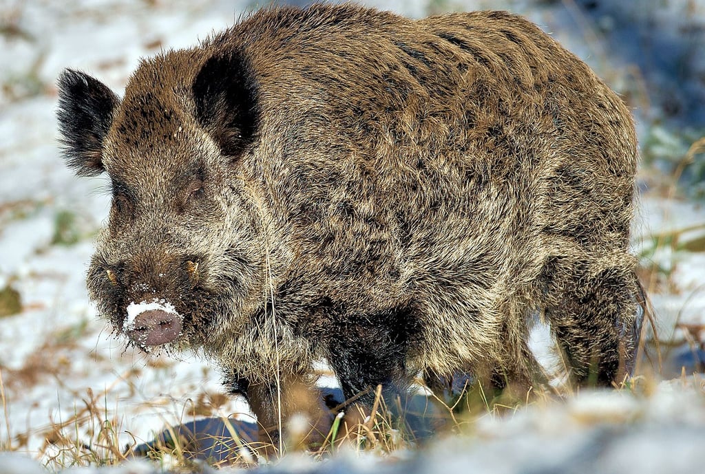 Der Bestand der Wildschweine ist im Klötzer Revier zurückgegangen. Ein Grund ist unter anderem die erhöhte Wolfspopulation in den Wäldern.