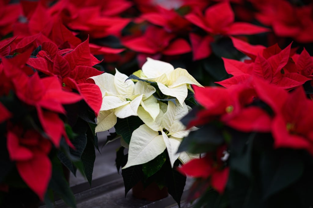 Ob in Rot oder Weiß: Bei Temperaturen unter 15 Grad sollten Weihnachtssterne nicht draußen ausgestellt sein. Und man sollte auch keine Weihnachtssterne kaufen, die in einem zugigen Eingangsbereich angeboten werden.