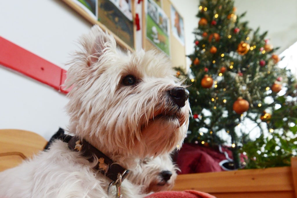 Treuherziger Blick: Trotzdem sollten Sie Ihrem kleinen Liebling keine Weihnachtsnaschereien geben. Es sei denn, es ist Hundefutter.