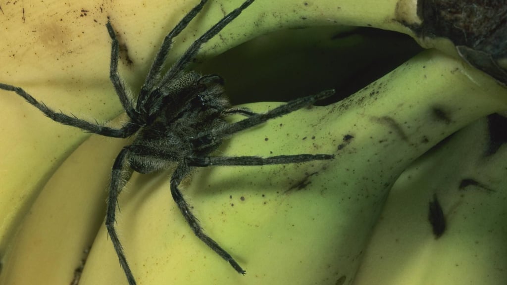 Spinnen werden immer wieder einmal in Bananenkisten gefunden (Symbolbild).