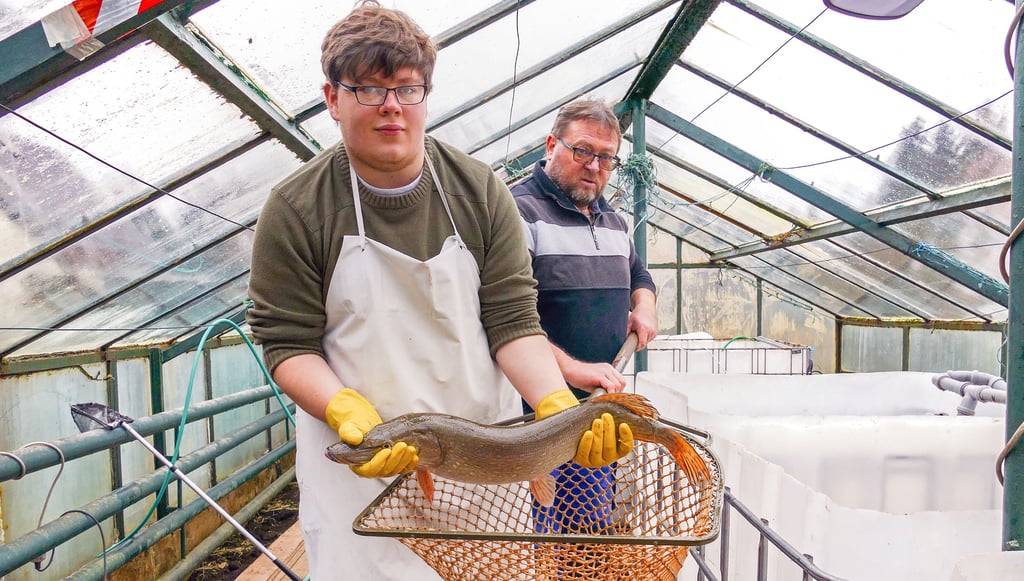 Florian Blei und sein Vater Mario keschern einen fünf Kilogramm schweren Wels aus einen ihrer sechs Becken im familieneigenen Gewächshaus in Jessen, dort werden die Fische für die Kunden gehaltert.