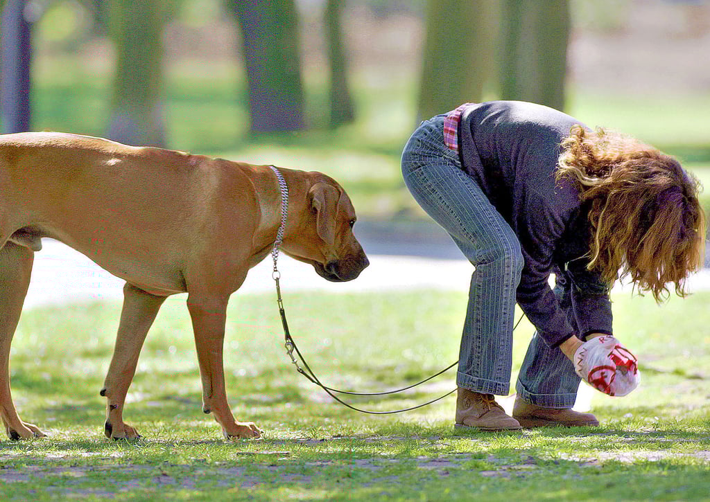 Nicht alle Hundebesitzer verhalten sich so vorbildlich. Hundekot auf dem Gehweg ist ein Ärgernis für Kommunen und Passanten, aber auch für Geschäftsleute.
