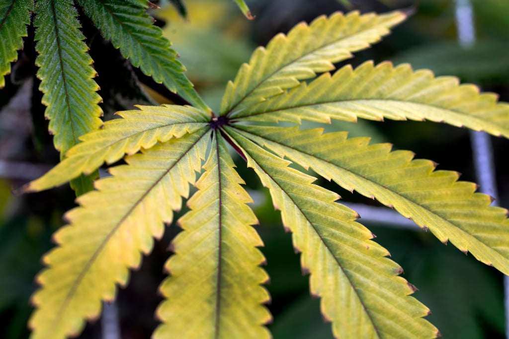 Laut Koalitionsvertrag soll Cannabis künftig freigegeben werden.