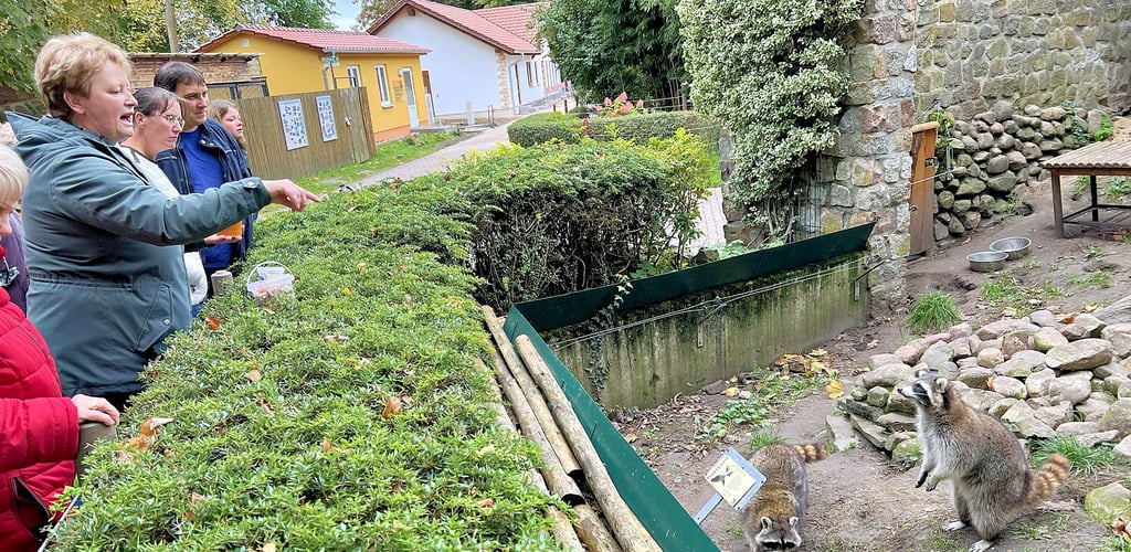 Am Tierpatentag hat Leiterin Anne-Katrin Schulze die Paten durch den Tiergarten geführt. Die Waschbären hatten bei einer Fütterung auch etwas davon.