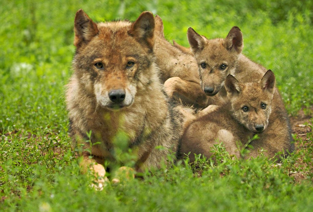 Wolfswelpen wie diese werden aktuell auch wieder in der Dübener Heide und der Oranienbaumer Heide aufgezogen.