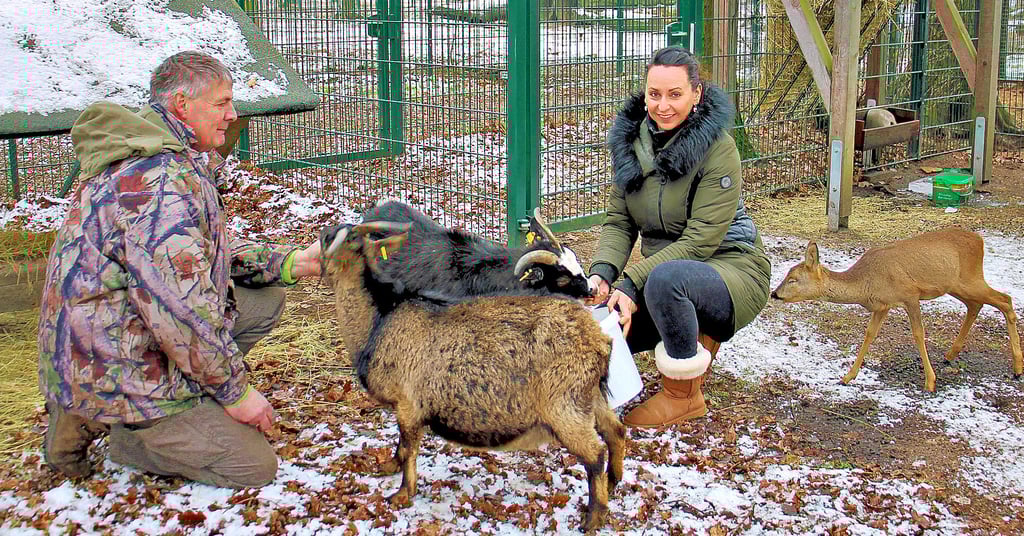 Michael Grupe und Victoria Alex im Sondergehege für Senioren. Bei den beiden alten Ziegendamen wohnt auch ein Fund-Rehkitz mit nur einem Auge.