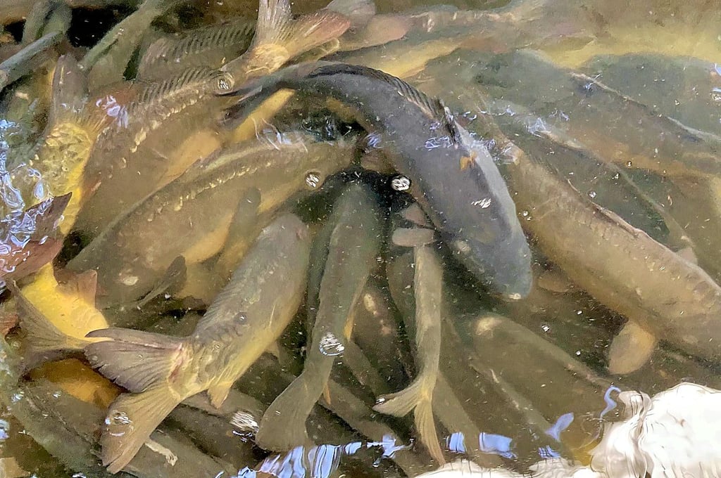 Im Hälterbottich können die Fische ausgewählt werden.