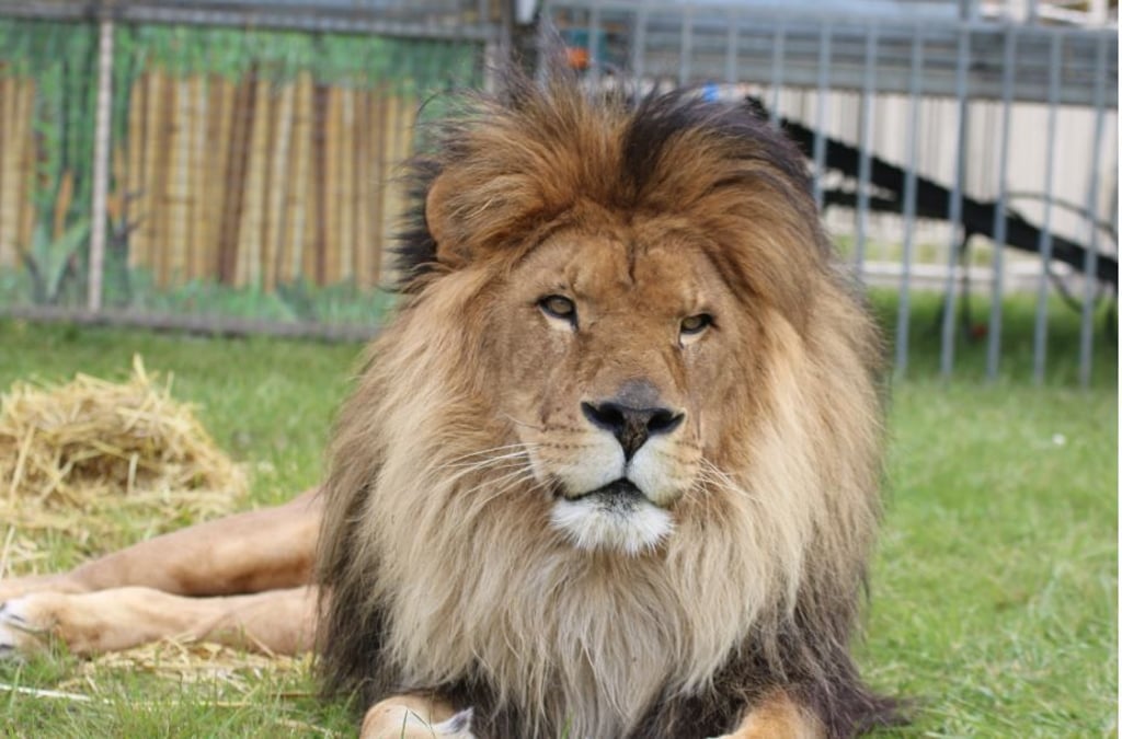 Löwe Kasanga liegt in seinem Freigehege im Circus Krone.