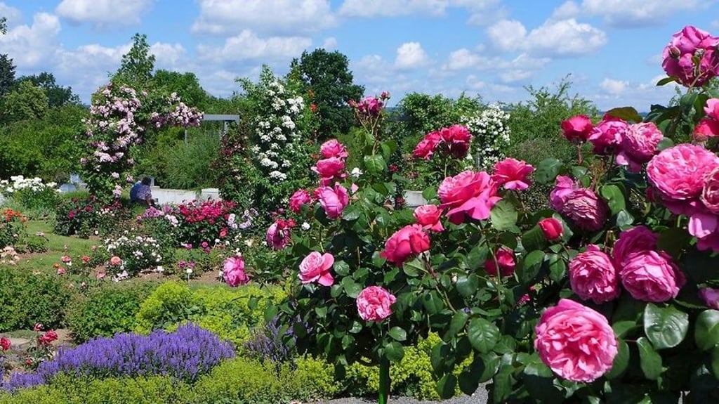 Europa-Rosarium Sangerhausen