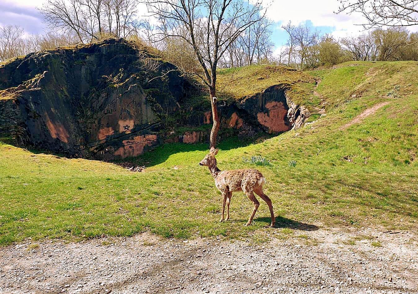 Furchtloses junges Reh sorgt in Halle für Aufsehen