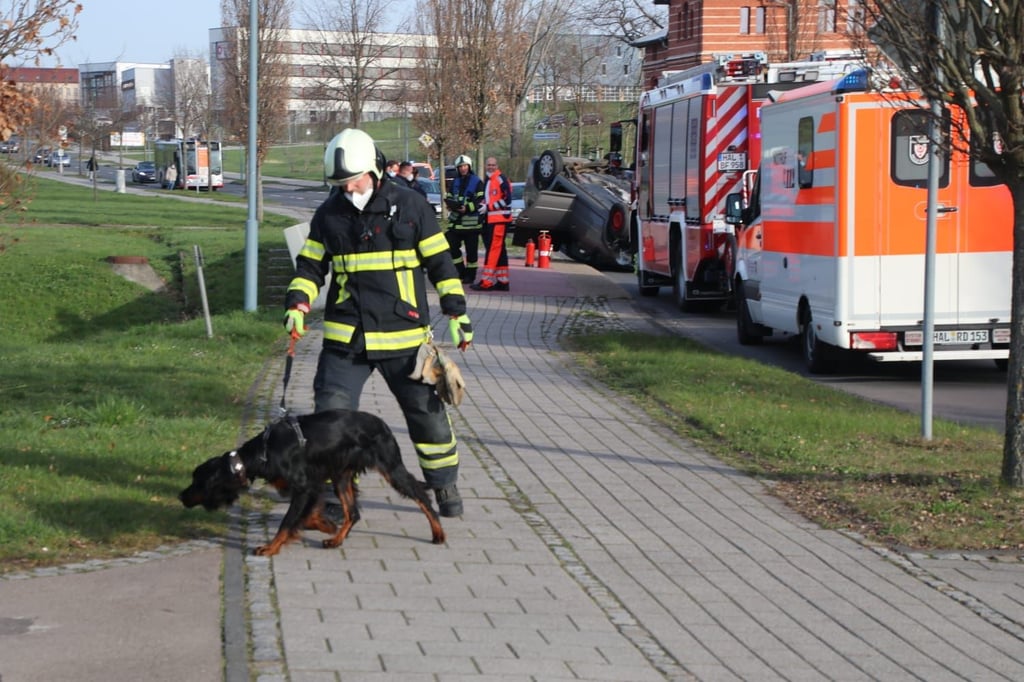 Der Hund blieb bei dem Unfall unverletzt. Ein Feuerwehrmann ging mit ihm Gassi.