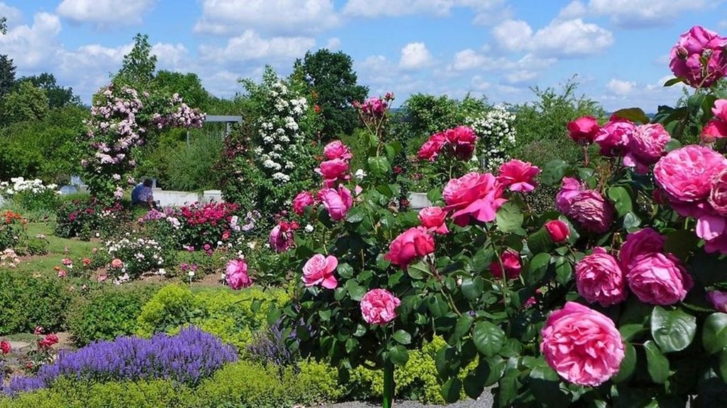Europa-Rosarium Sangerhausen