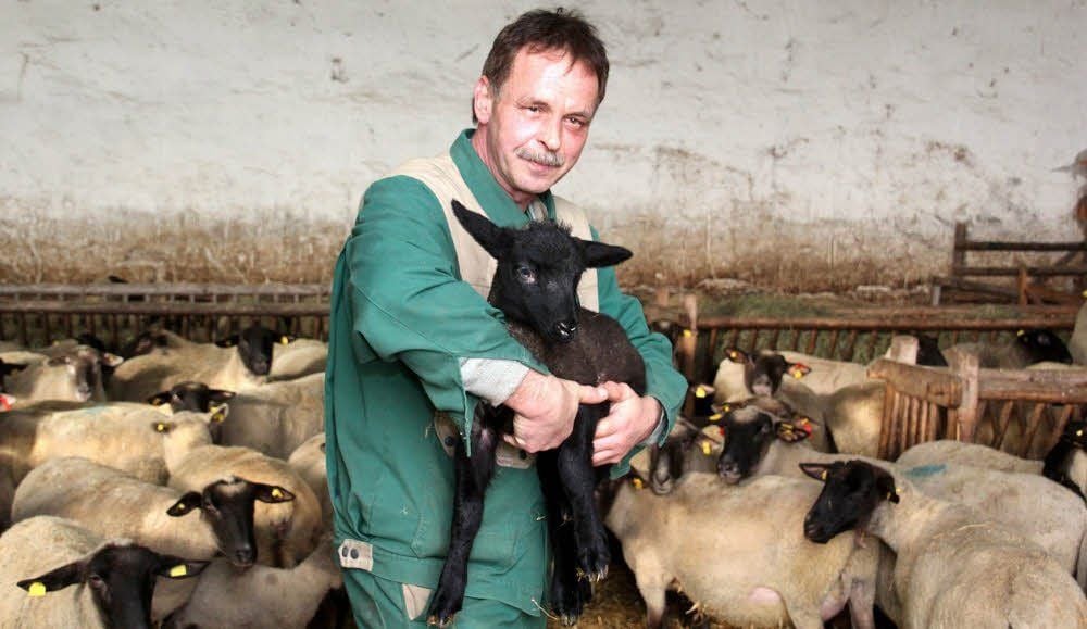 Wolfgang Hoffmann, der Herr der Lämmer, mit einem seiner Tiere.