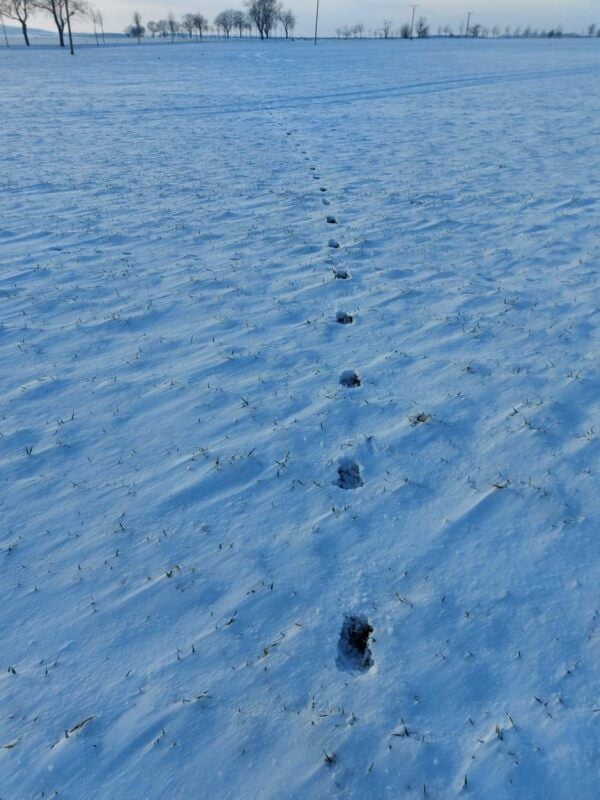Verdächtige Spuren im Schnee