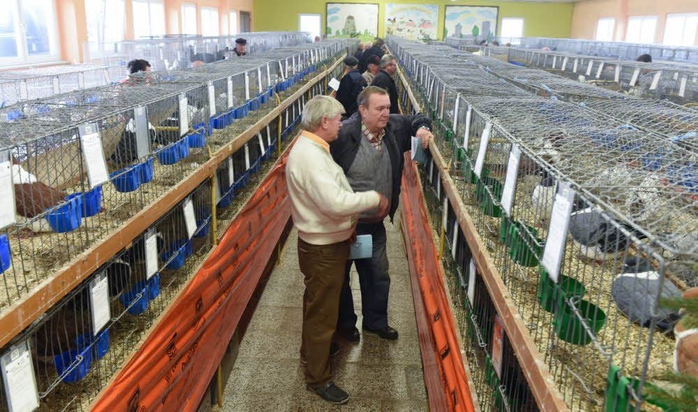 1207 Tiere von 133 Züchtern sind in der Kreisrassegeflügelschau des Burgenlandkreises in Eckartsberga zu sehen. Heinz Kühn aus Oberroßla (l.) und Hartmut Szymanek interessieren sich für Mährische Strasser.
