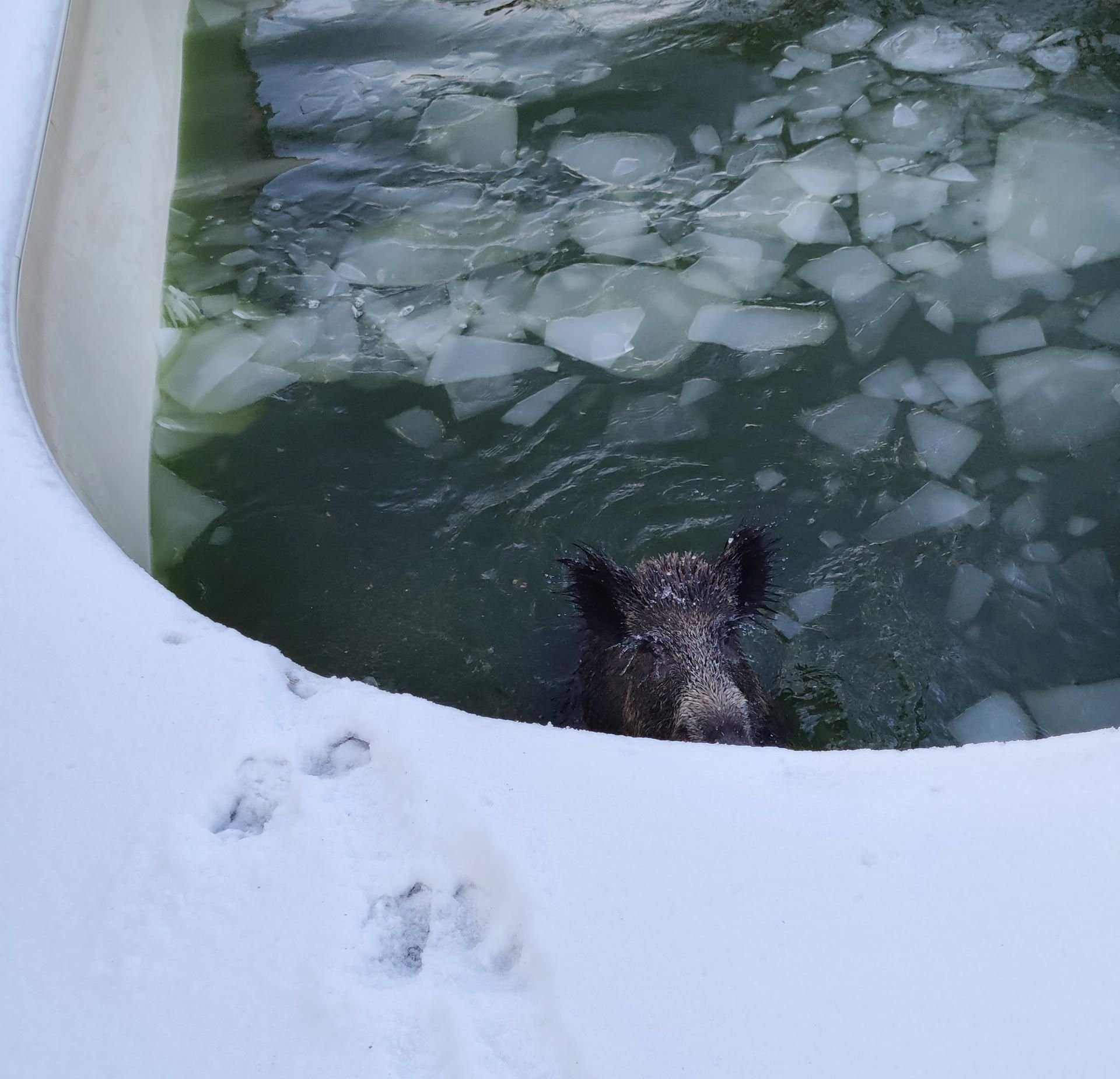 Neuss: Ein Wildschwein ist in einem Swimmingpool zu sehen.