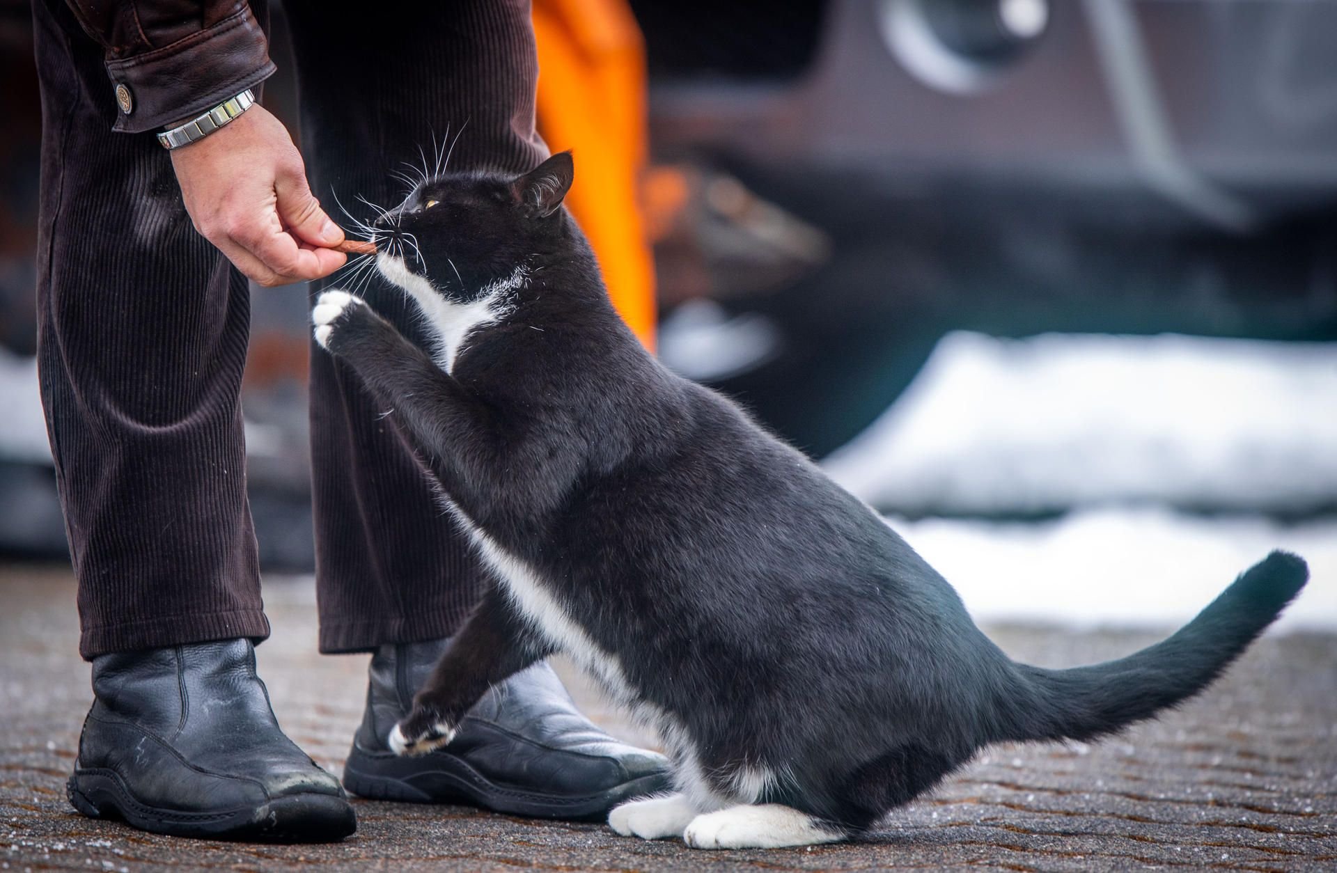 Demmin: Der sechs Jahre alte Kater Quarky bekommt auf dem Innenhof eines Wohnhauses ein Leckerli von seinem Herrchen. Die Katze soll nach dem Willen seines Herrchens Bürgermeister der 11.000 Einwohner zählenden Stadt werden.