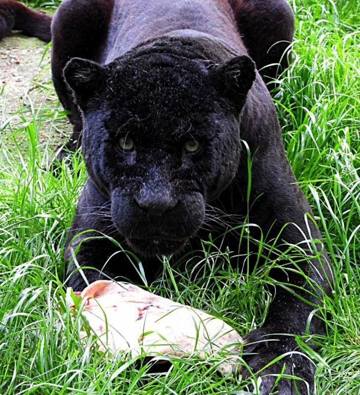 Jaguar Paco im Dessauer Tierpark.
