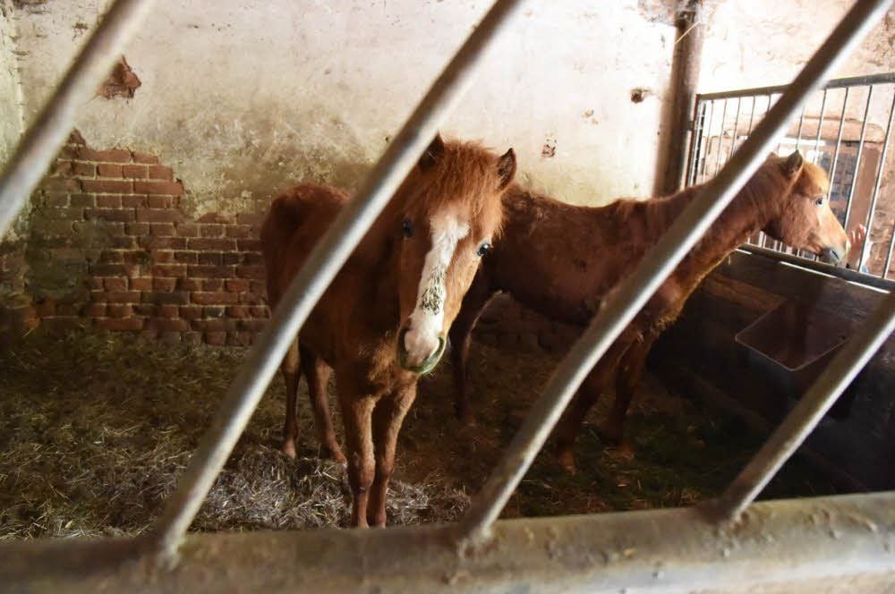 Zwei Jährlinge sind in einem Stall auf dem Hofgelände untergebracht. Mittlerweile sind die Tiere verkauft worden, so Tierarzt Manfred Kohlmann.