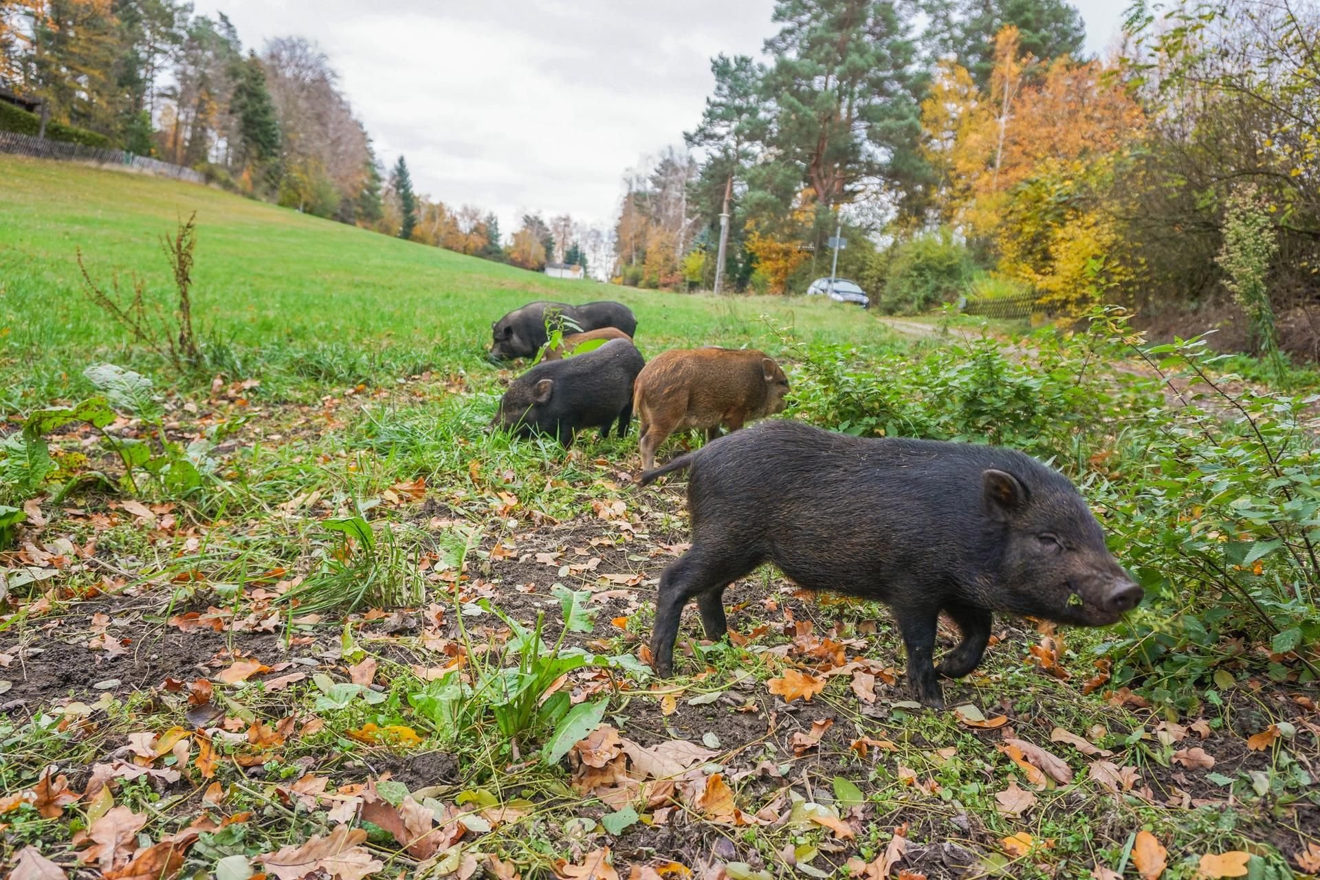 Die kleinen Hausschwein-Mischlinge tummeln sich auf der Wiese. Hier ein Foto von November.