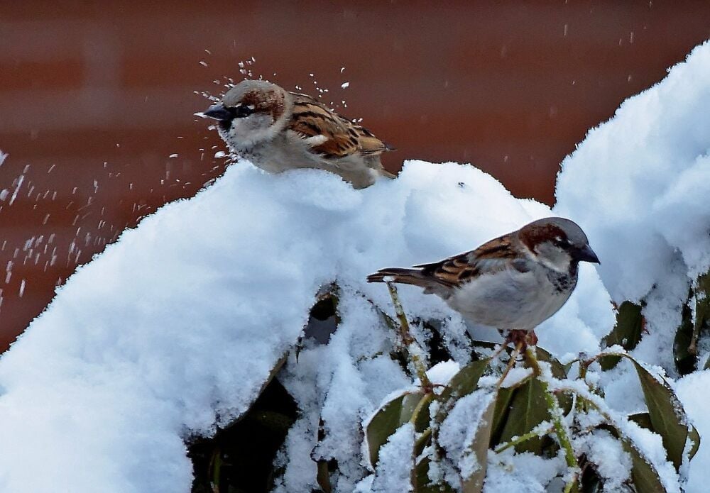 Spatzen sind wieder häufiger im Salzlandkreis zu entdecken. Das hat die „Stunde der Wintervögel“ bestätigt.