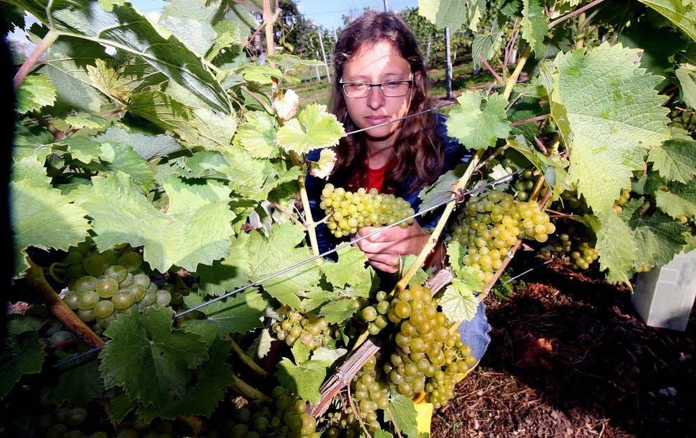 Am Nüssenberg bei Weischütz ist alles in Ordnung, meint die Bonitur-Kommission, hier Rebschutzwartin Claudia Proske.