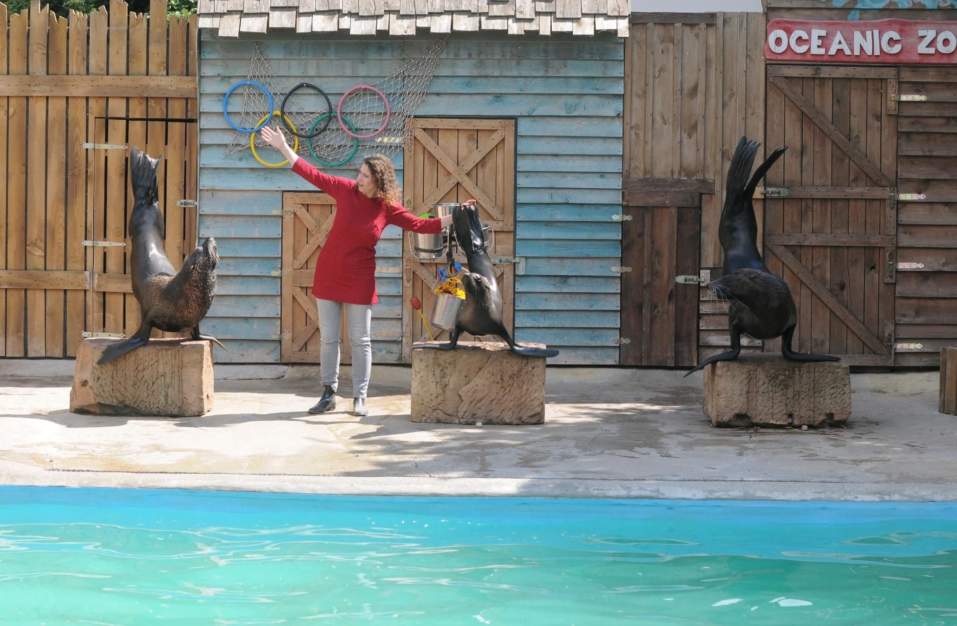 Tiershows - wie hier mit Robben - zählen zu den Attraktionen im Erlebnistierpark in Memleben.