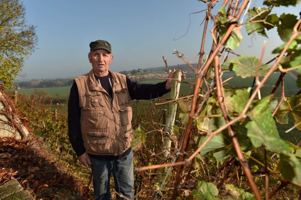 Hobby in Steillage: Winzer Siegfried Durchstecher in seinen Rebzeilen hoch über Kleinjena.
