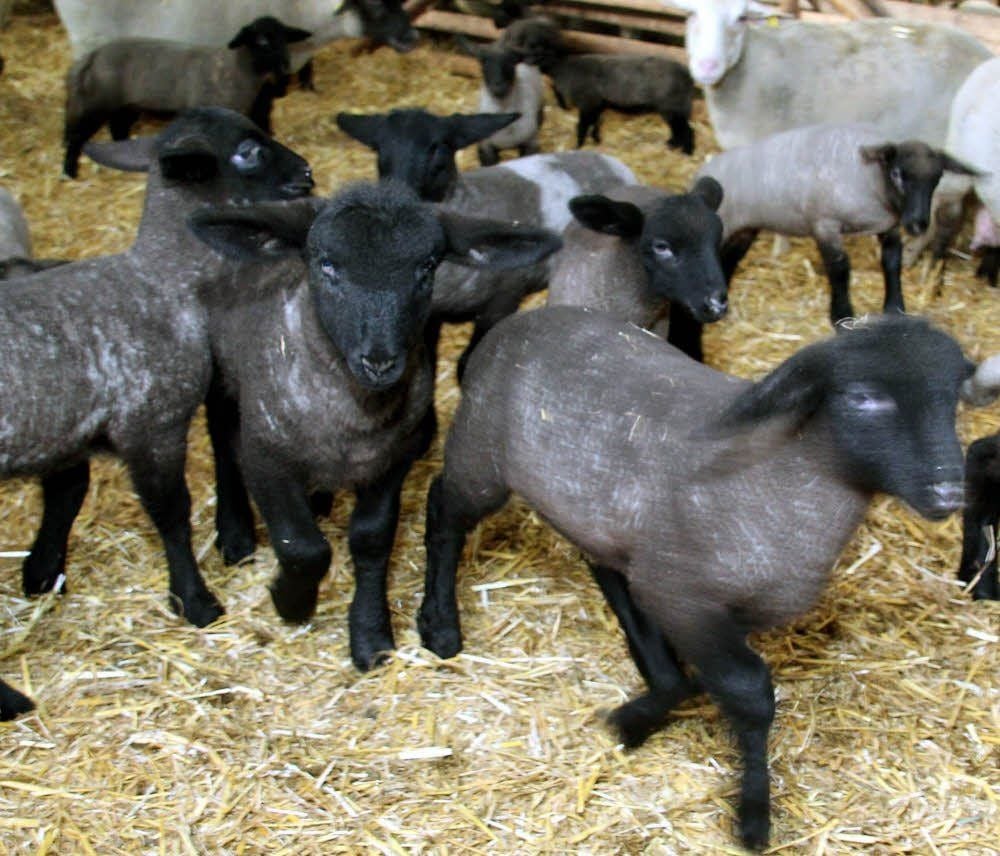 Flott und munter drauf: Lämmer im Stall der Agrargenossenschaft Gleina in Dorndorf. Ihr Fell ist noch schwarz.