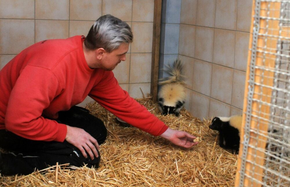 Der Neue im Erlebnistierpark Memleben mit den beiden Neuen: Zootierpfleger Jonathan Kludt füttert die beiden Stinktiere. Weibchen Ivanka (rechts) und Männchen Donald sind schon zutraulich.