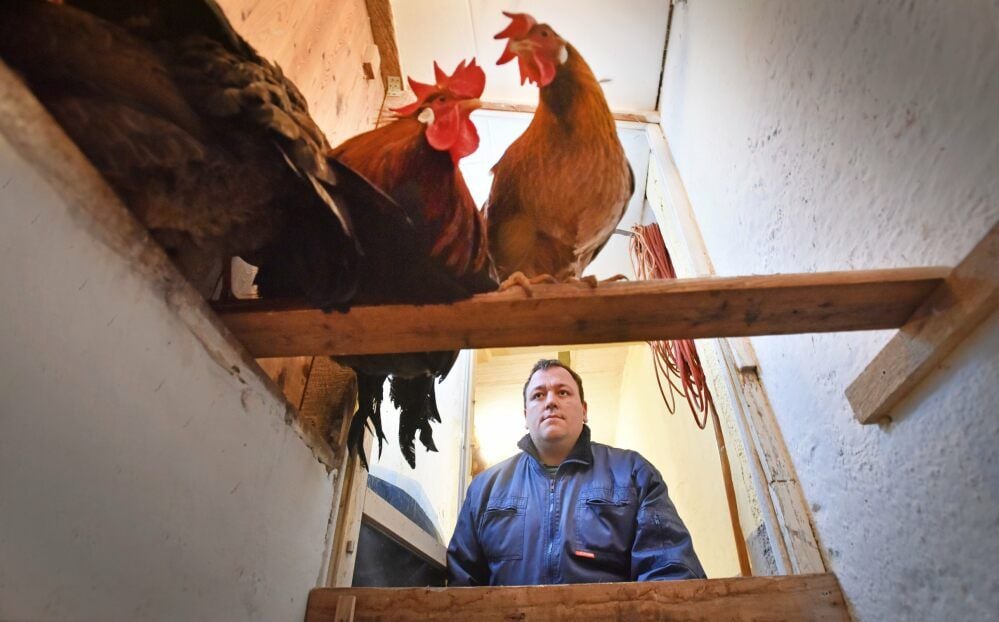 Seine Hühner muss Marcel Dittrich seit Dezember einsperren. In einigen Ortschaften des Landkreises - so auch in Bobbau - gilt Stallpflicht.