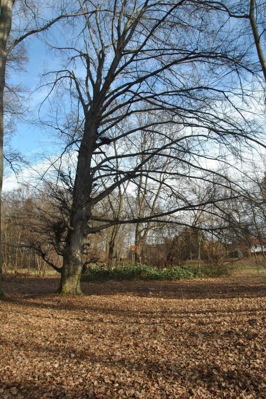 Die Natur ist eine Gabe Gottes und kündet von ihm: der ehemalige Gutspark von Meineweh mit seinen alten Bäumen im Nach-Winter.