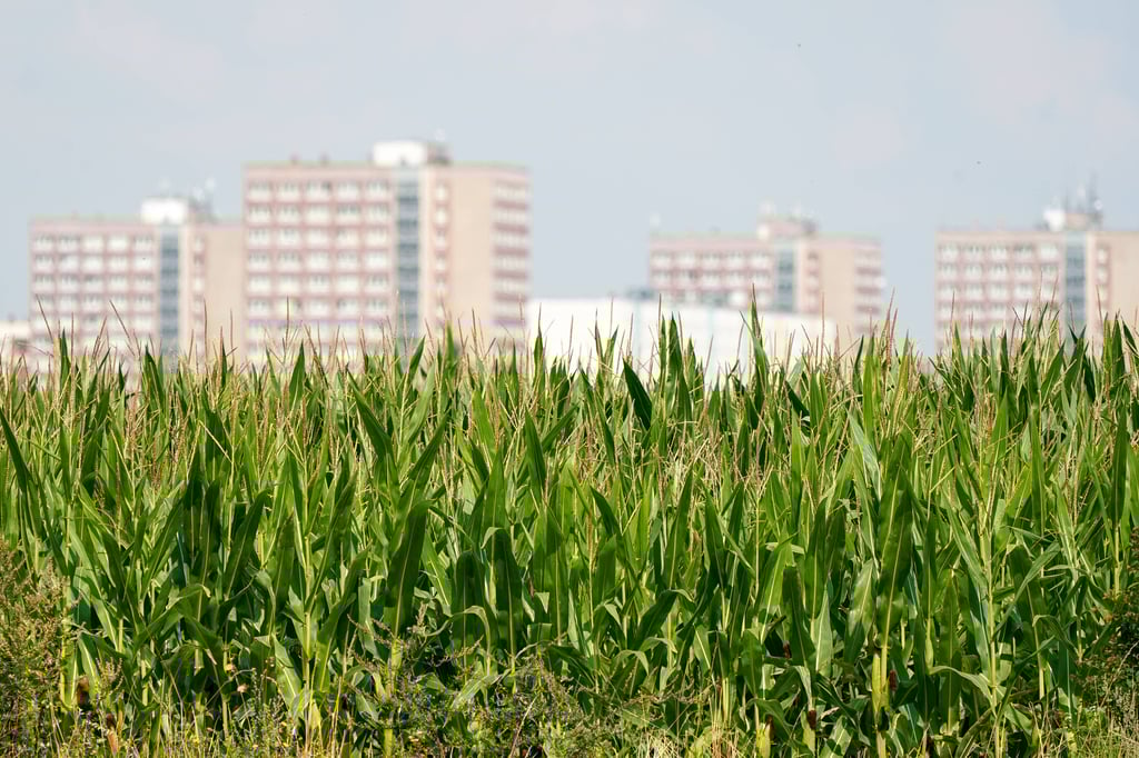 Blick auf eine Plattenbau-Siedlung im Leipziger Osten.