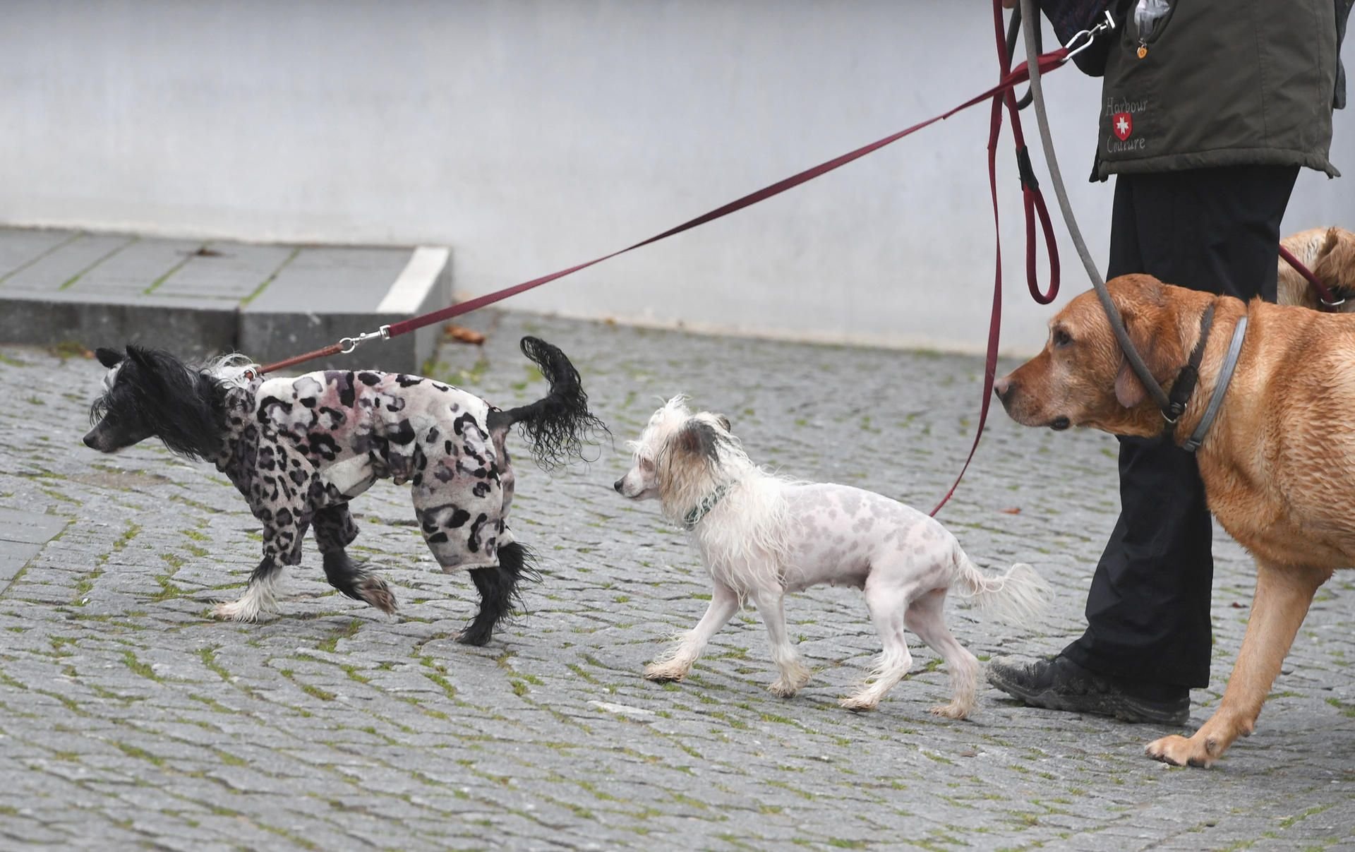Mehrmals täglich müssen Hunde an die frische Luft, doch was passiert, wenn Frauchen oder Herrchen in Quarantäne müssen?