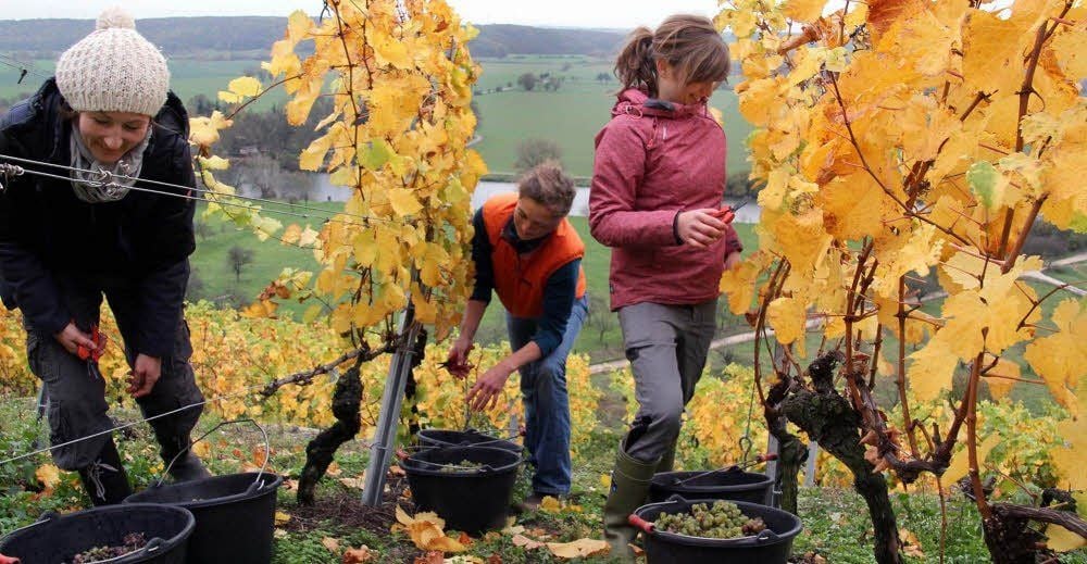 Schlusspunkt am Dechantenberg: Susanne Rothe und Angela Diermeyer gehörten zu den Winzerinnen, die am Wochenende auf dem Gosecker Dechantenberg die letzten Trauben der heurigen Ernte lasen.