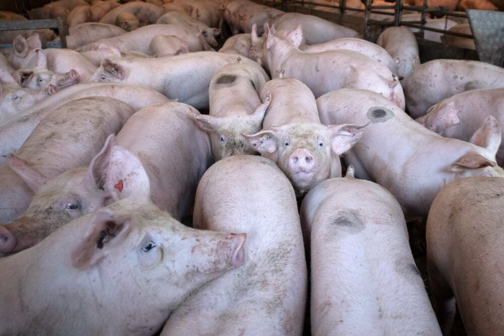 Diese Aufnahme entstand in einem niedersächsischen Schweinestall. Es steht sinnbildlich für den so genannten Schweinestau. Inzwischen sind viele Ställe aber auch leer, weil die Landwirte vorerst darauf verzichten, Nachwuchs zu züchten.