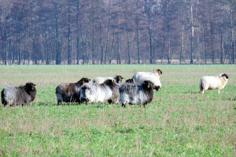 Reinrassige Heidschnucken züchtet der Schäfer aus Prettin. Für alle Mutterschafe seiner Herde beginnt im März die Lammzeit.