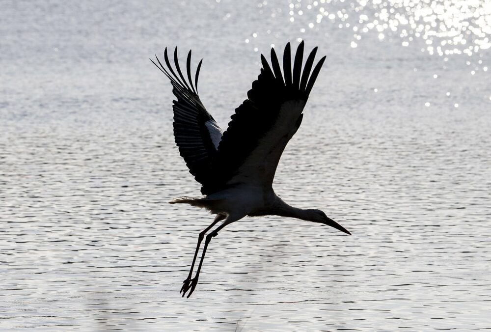 Ein Storch ist unterwegs und fliegt über ein Gewässer.