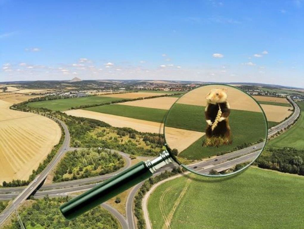 Hier sollte der Industriepark Mitteldeutschland entstehen.