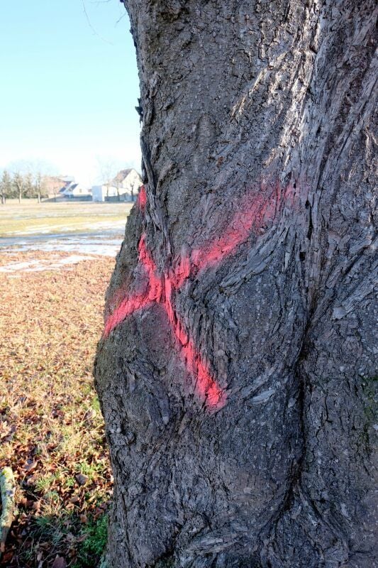 Dieser Baum soll gefällt werden
